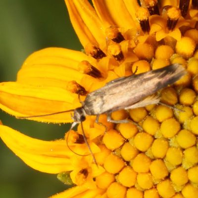 Family Scythrididae - Flower Moths