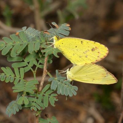 Little Yellow
