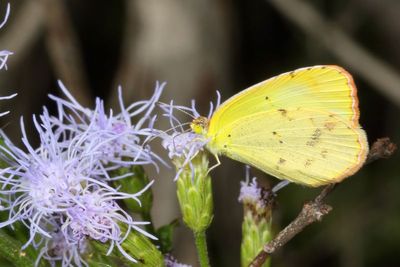 Little Yellow