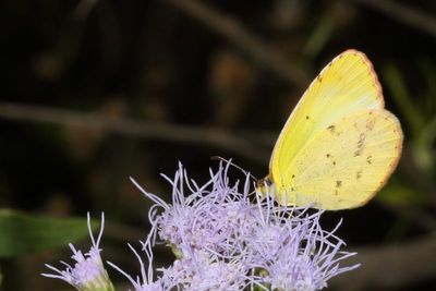 Little Yellow 