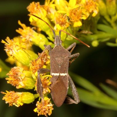 Leptoglossus phyllopus * Eastern Leaf-footed Bug