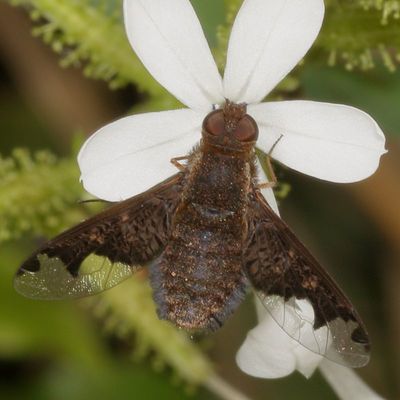 Hemipenthes sinuosa * Sinuous Bee Fly