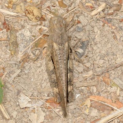 Arphia simplex  ♀ * Plains Yellow-winged Grasshopper 