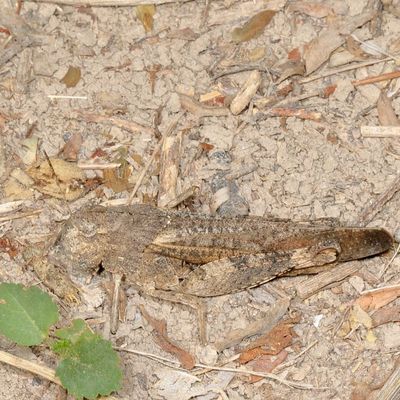 Arphia simplex  ♀ * Plains Yellow-winged Grasshopper