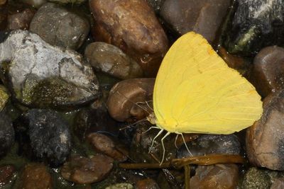 Large Orange Sulphur  ♂