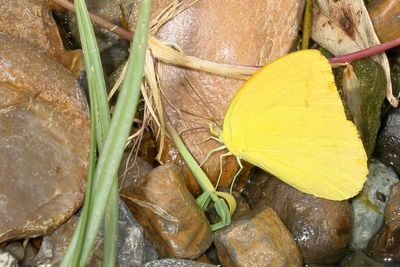 Large Orange Sulphur  ♂