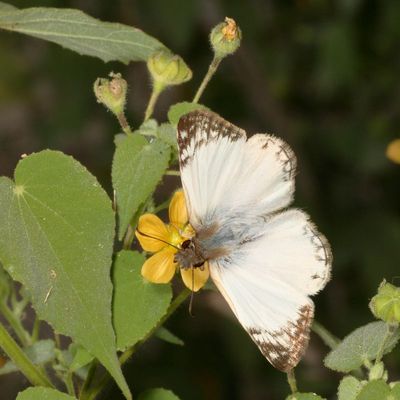 Laviana White-Skipper