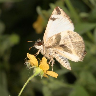 Laviana White-Skipper