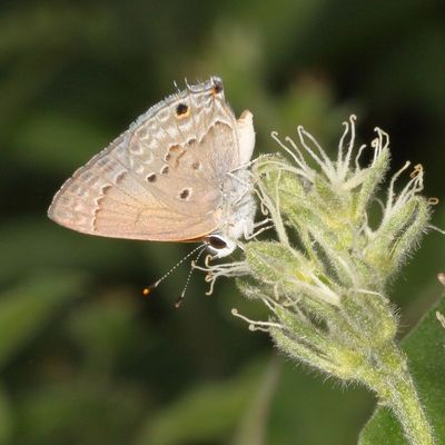Mallow Scrub-Hairstreak