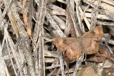 Fatal Metalmark
