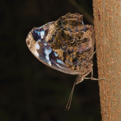 Mexican Bluewing