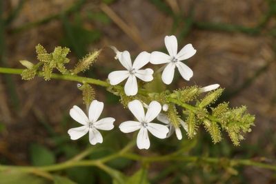 Plumbago zeylanica * Wild Leadwort