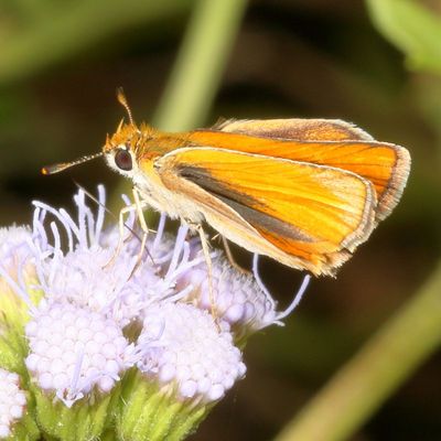 Southern Skipperling