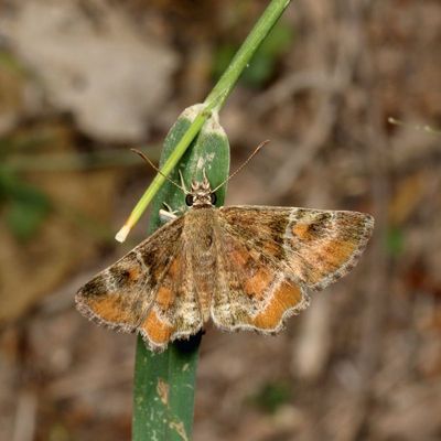 Texas Powdered-Skipper