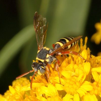 Nomada vegana species group