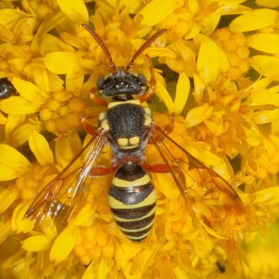 Nomada vegana species group