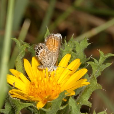 Western Pygmy-Blue