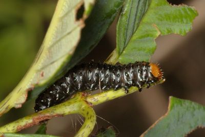 Coraia subcyanescens larva * Coyotillo Leaf Beetle