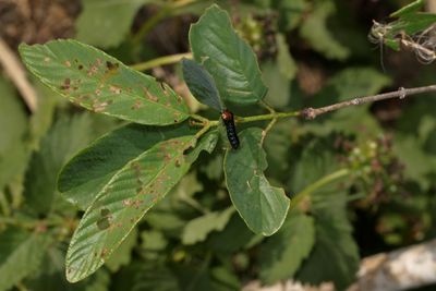 Coraia subcyanescens larva * Coyotillo Leaf Beetle