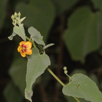 Wildflowers - Other