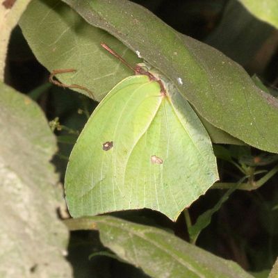 Yellow Angled-Sulphur
