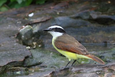 Great Kiskadee