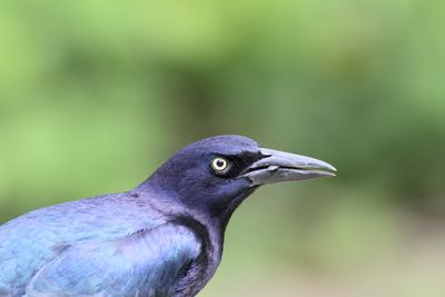 Great-tailed Grackle ♂