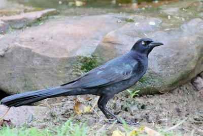 Great-tailed Grackle ♂
