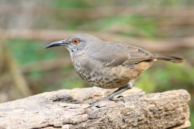 Curve-billed Thrasher