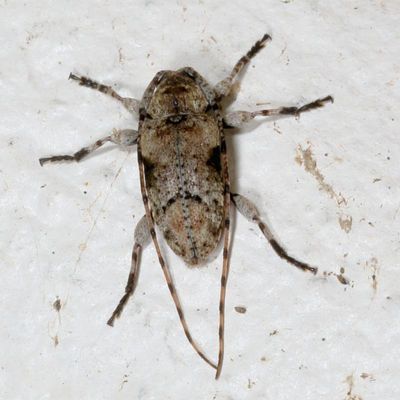 Sternidius mimeticus