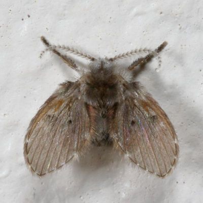 Psychodidae : Moth Flies & Sand Flies