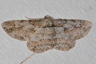 Hodges#6586 * Brown-shaded Gray Moth * Iridopsis defectaria