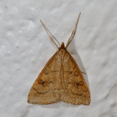 Hodges#5079 * Celery Leaftier * Udea rubigalis