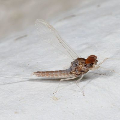 Callibaetis ferrugineus hageni ♂