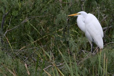Great Egret