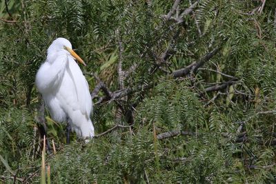 Great Egret
