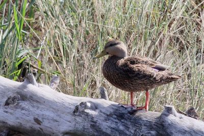 Mottled Duck