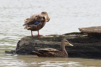 Mottled Duck