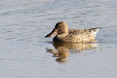 Northern Shoveler ♀