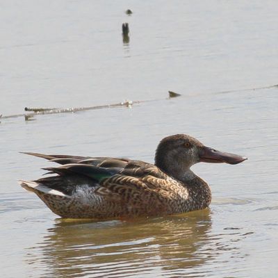 Northern Shoveler ♂