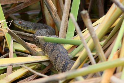 Diamondback Watersnake