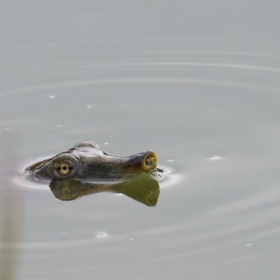 Texas Spiny Softshell