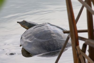 Texas Spiny Softshell