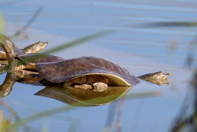 Texas Spiny Softshell