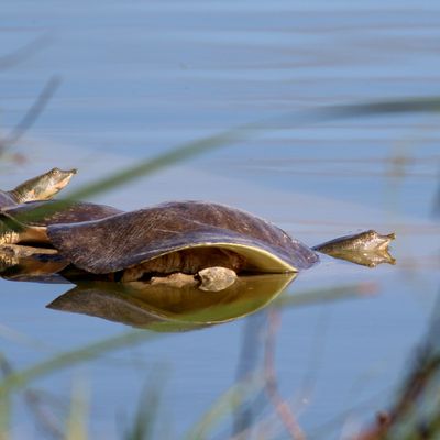 Texas Spiny Softshell