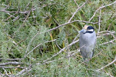 Yellow-crowned Night-Heron