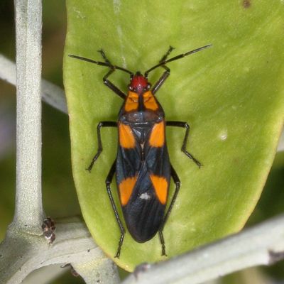 Oncopeltus sexmaculatus * Six-spotted Milkweed Bug