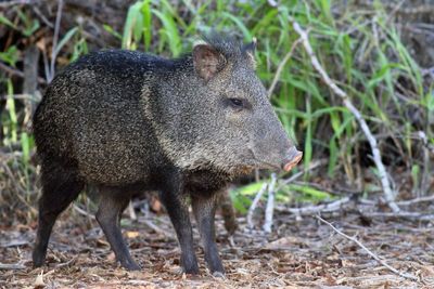 Collared Peccary