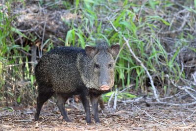 Collared Peccary