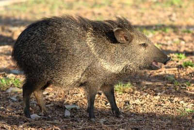 Collared Peccary / young